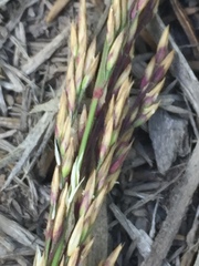 Calamagrostis inexpansa