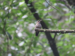 Lampornis amethystinus