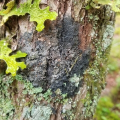 Fuscopannaria leucosticta