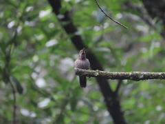 Lampornis amethystinus