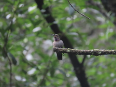 Lampornis amethystinus