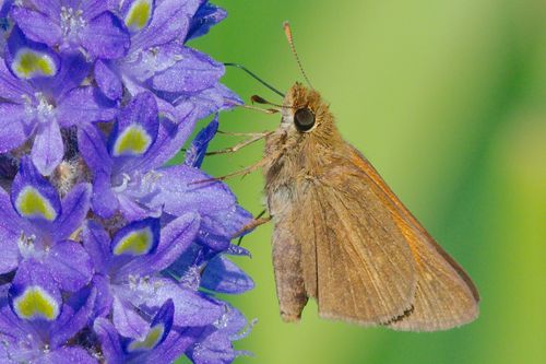Aaron's Skipper photo 5