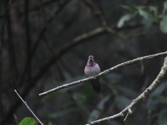 Lampornis amethystinus