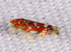 Erythroneura rubra