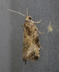 Olethreutes appendiceum