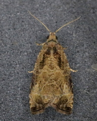 Olethreutes appendiceum