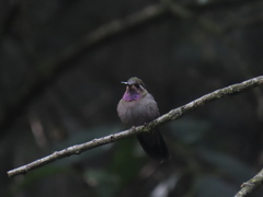 Lampornis amethystinus