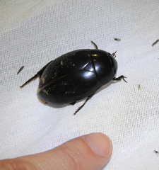 Hydrophilus ovatus