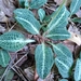 Goodyera pubescens - Photo (c) Lily Fulton, algunos derechos reservados (CC BY-NC), subido por Lily Fulton