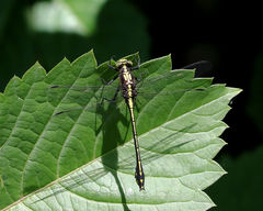Dromogomphus spinosus