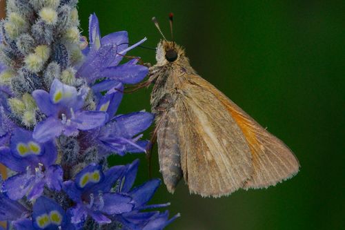 Aaron's Skipper photo 2