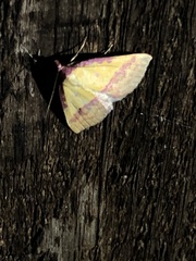 Phytometra rhodarialis