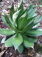 Agave chiapensis