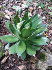 Agave chiapensis
