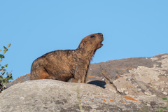 Marmota baibacina