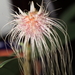 Bulbophyllum medusae - Photo (c) TANAKA Juuyoh (田中十洋), algunos derechos reservados (CC BY)