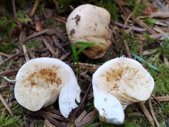 Russula stricklandiorum