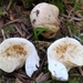 Russula stricklandiorum - Photo (c) mushroommama, algunos derechos reservados (CC BY-NC)