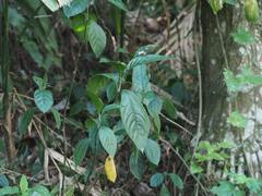 Gomphostemma chinense