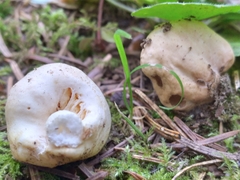 Russula stricklandiorum
