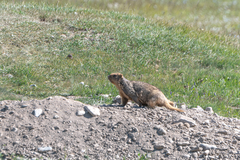 Marmota baibacina