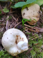 Russula stricklandiorum