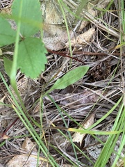 Ophioglossum pusillum