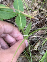 Ophioglossum pusillum