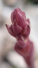 Bletia nitida