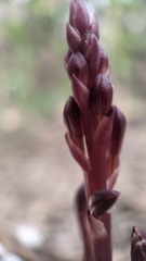 Bletia nitida