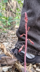 Bletia nitida