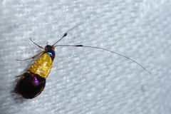Nemophora