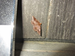 Metarranthis hypochraria