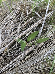 Persicaria orientalis