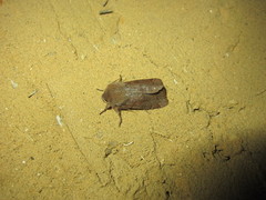 Orthosia garmani