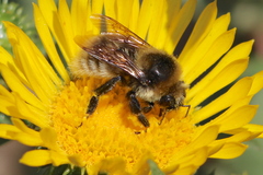 Bombus vandykei