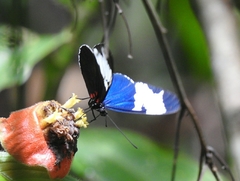 Heliconius sapho leuce