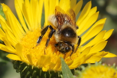 Bombus vandykei