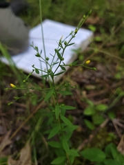 Linum striatum