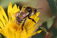 Bombus vandykei