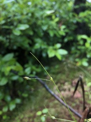 Carex billingsii