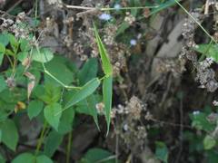 Panicum notatum