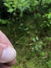 Carex billingsii