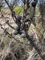 Allocasuarina pusilla