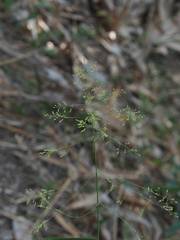 Panicum notatum