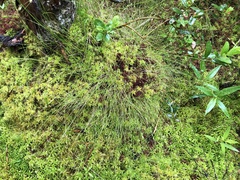Carex billingsii