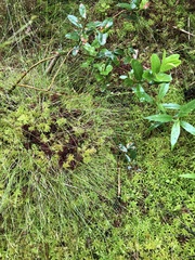 Carex billingsii