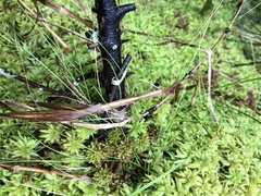 Carex billingsii