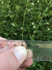 Carex billingsii