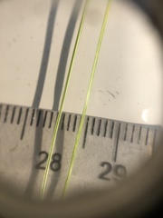 Carex billingsii